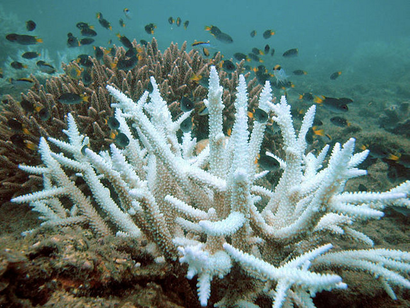 Wymieranie koralowców