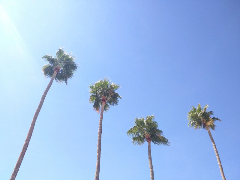 zdjęcie przedstawia cztery palmy widziane od dołu na tle niebieskiego nieba