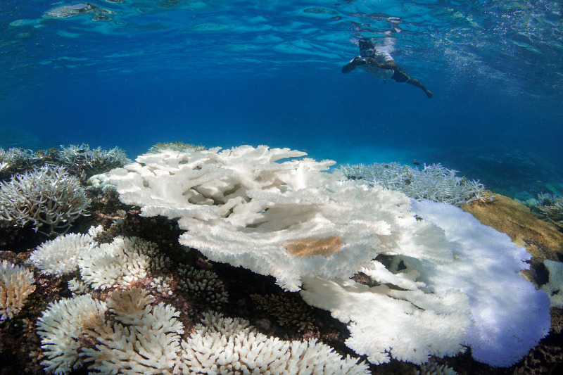 Zdjęcie dekoracyjne: wybielone koralowce na Malediwach.