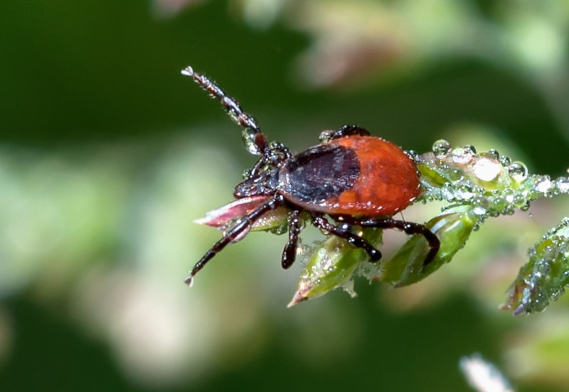 Kleszcz pozpolity - pajęczak o czarno-rudym odwłoku, siedzący na liściu