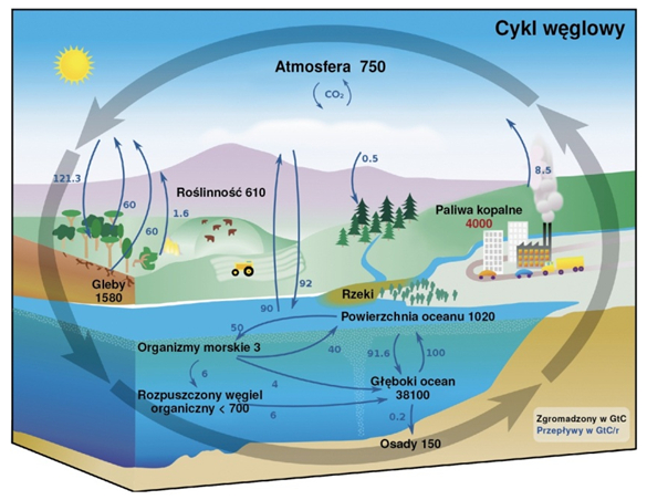 Rysunek przedstawia połączone strzałkami obrazującymi przepływ CO2 elementy ziemskeigo ekosystemu.
