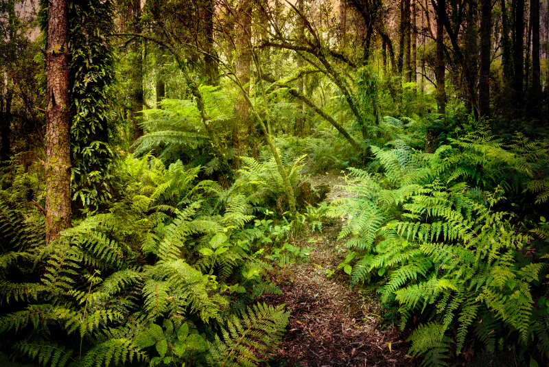 Zdjęcie przedstawia scenerię lasu tropikalnego - pnie drzew i zielony gąszcz paproci.