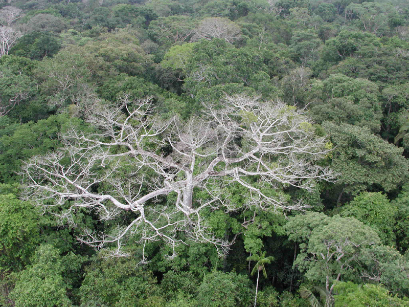 Zdjęcie przedstawia korony drzew lasu deszczowego - między zielonymi widoczne są białe korony pozbawione liście.