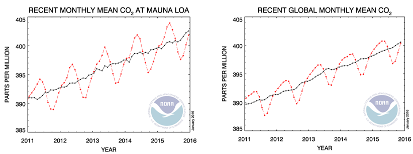 Koncentracje dwutlenku węgla CO2 mierzone w Mauna Loa na Hawajach oraz globalna średnia