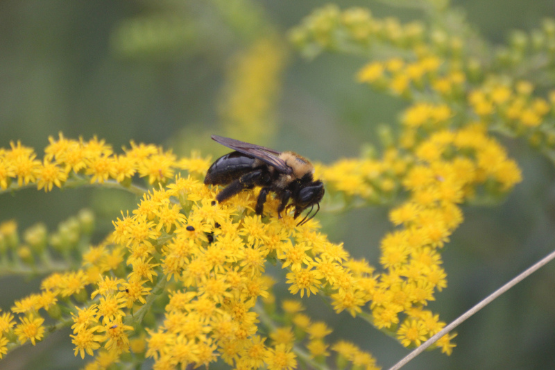 Zdjęcie pszczoły na kwiecie nawłoci.