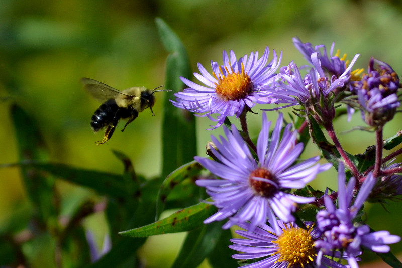 Zdjęcie pszczoły zbliżającej się do astra. 