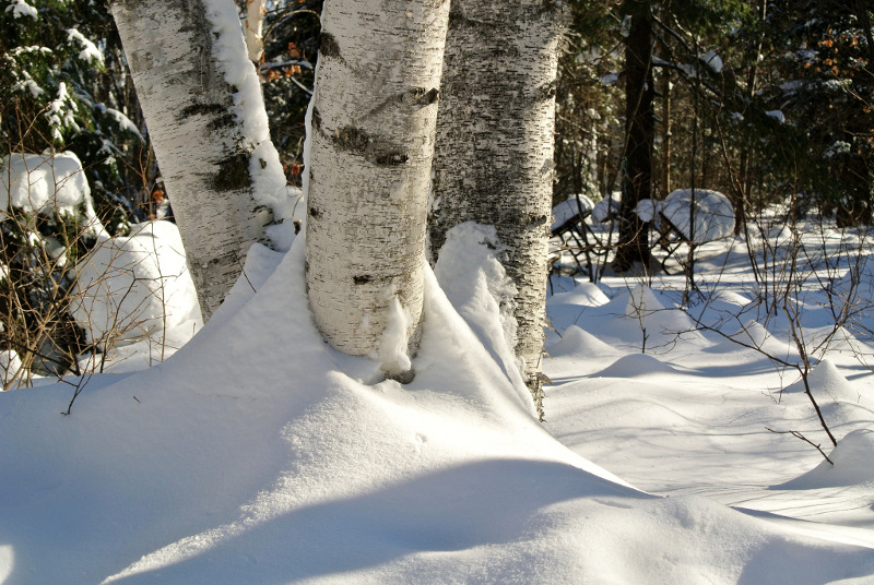 Zdjęcie: zimowy krajobraz, brzozy przysypane śniegiem. 