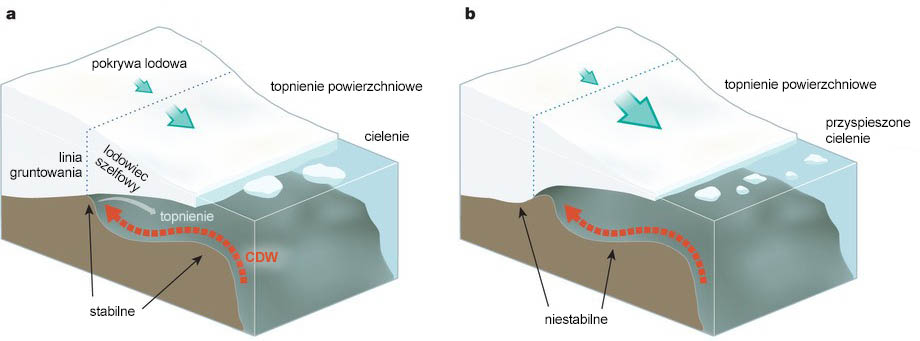 Schemat: lodowce szelfowe i ich oddziaływanie z oceanem.