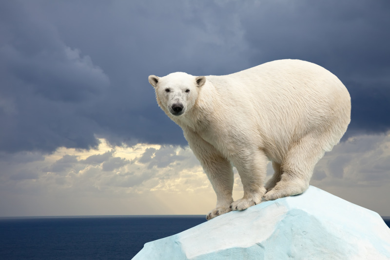 Zdjęcie dekoracyjne: niedźwiedź polarny.