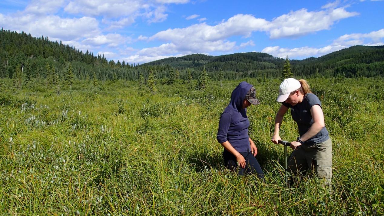 Zdjęcie: Badanie torfowiska. Badaczki stoją na torfowisku, po pas w roślinności, zagłębiają w torfie wiertło do pobierania próbek.