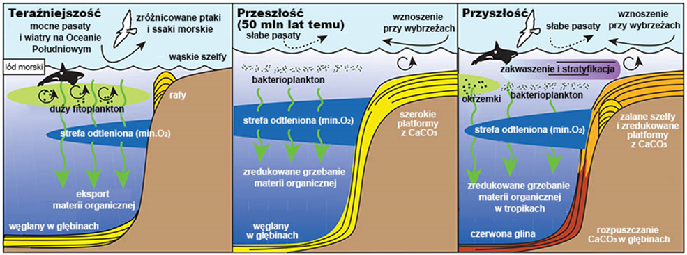 zooplankton, obieg węgla w oceanie