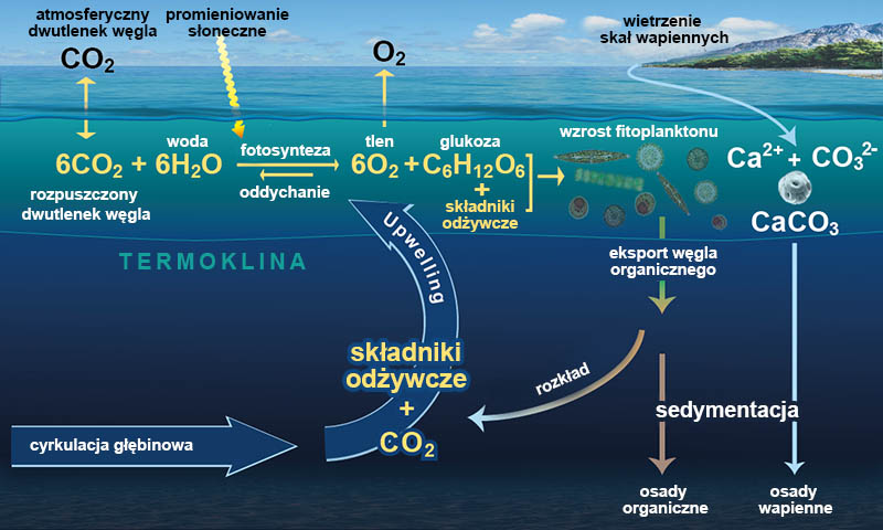 zooplankton, co2, obieg węgla w oceanie
