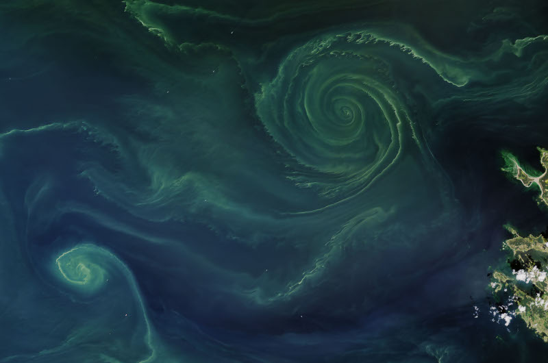 SInice. Zdjęcie satelitarne przedstawiające zakwit sinic na Bałtyku: na ciemnym tle żółtawo-zielonkawe mazy i duża spirala