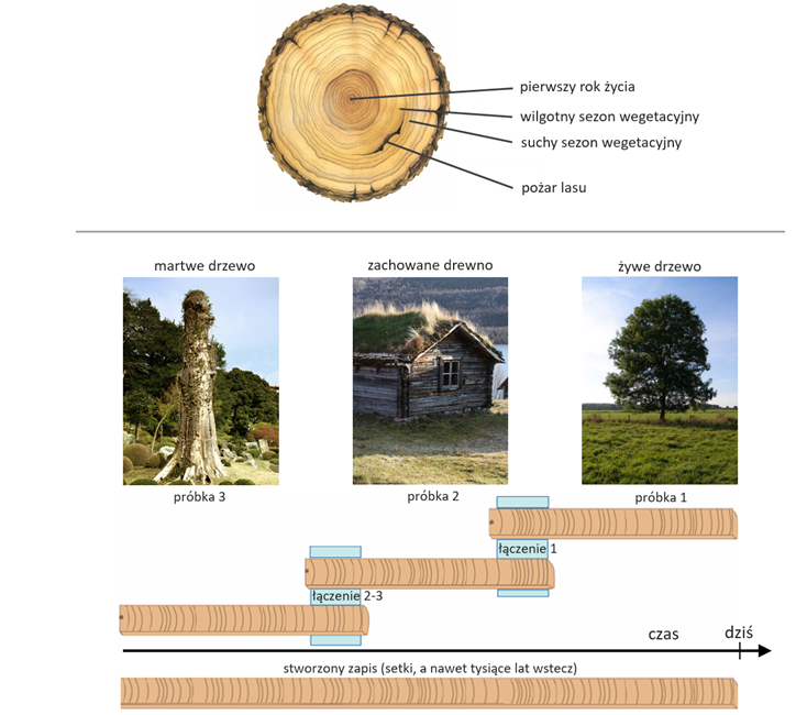 Słoje drzew - ich badanie pozwala na odtwarzanie historii klimatu. 