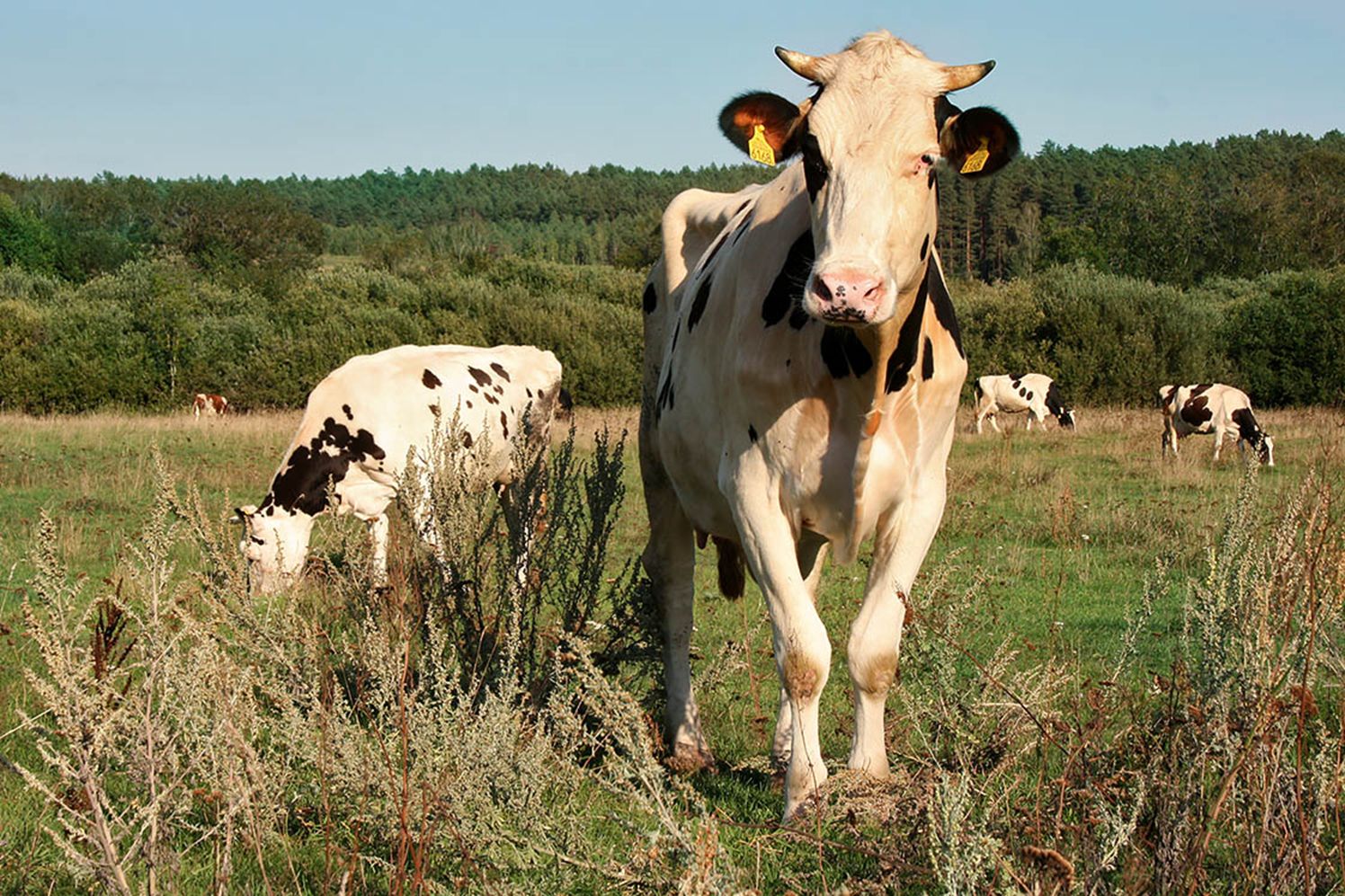Hodowla zwierząt: zdjęcie krów na pastwisku. 