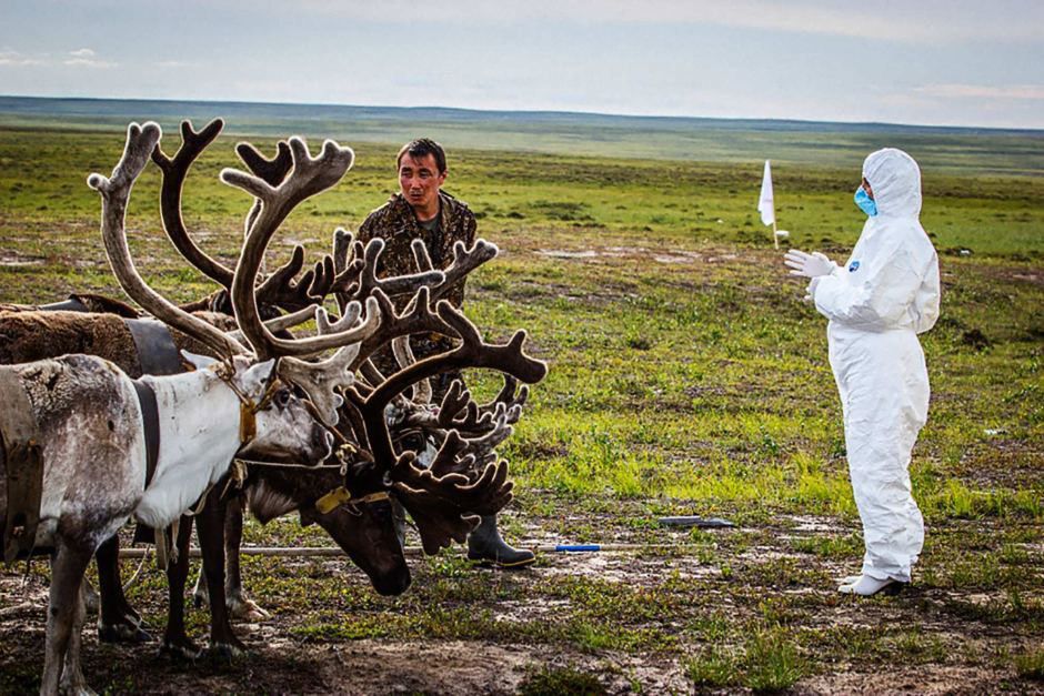 Zdjęcie: zaprząg reniferów na Syberii, ich właściciel oraz ubrany w biały kombinezon ochronny medyk czy laborant.