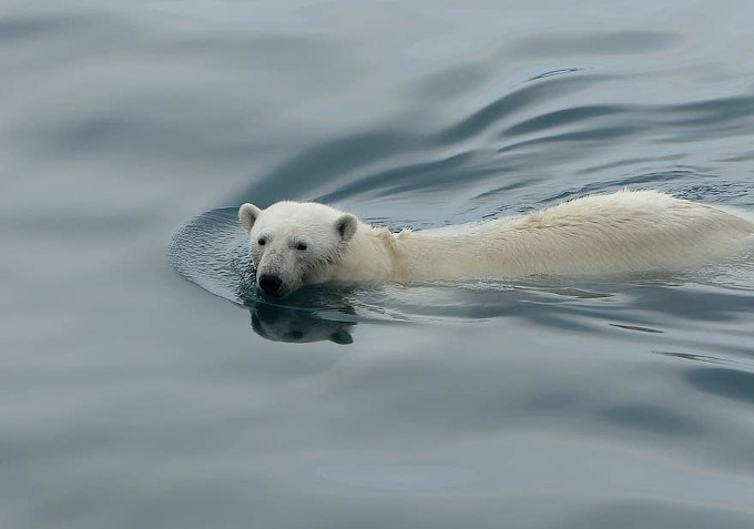 Zdjęcie: niedźwiedź polarny pływający w morzu.