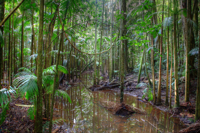 Zdjęcie: las tropikalny, widać cienkie równoległe pnie, zwisające liście i wodę w zagłębieniu ziemi