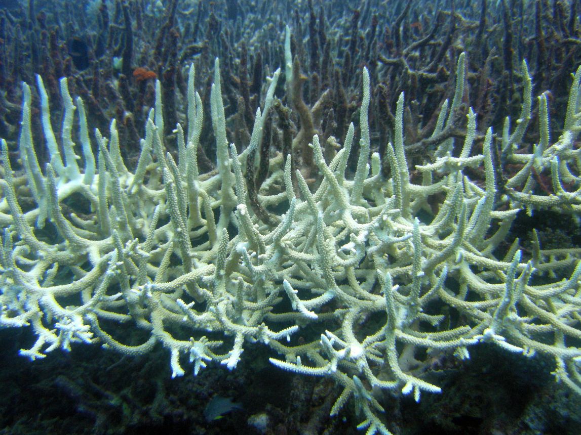 Zdjęcie: wybielone koralowce, widać plątaninę cienkich, białych patyczków