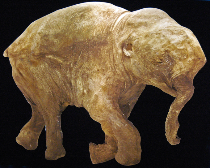 Glacjoarcheologia. Mumia mamuta w wieloletniej zmarzlinie.