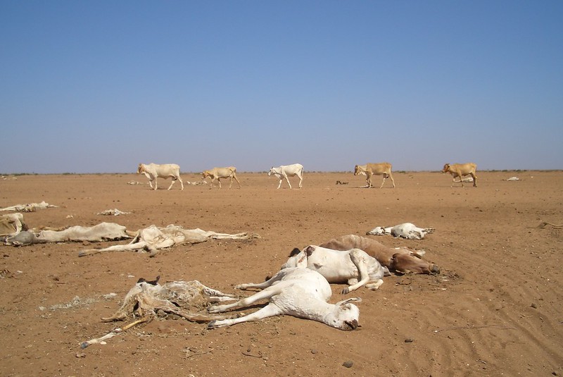 Zdjęcie: susza w Kenii, wyszuszona ziemia, na niej martwe krowy