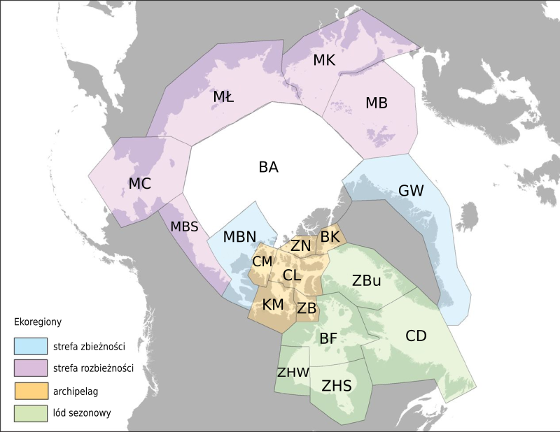 Mapa pokazująca podział Arktyki na terytoria zajmowane przez subpopulacje niedźwiedzi polarnych. 