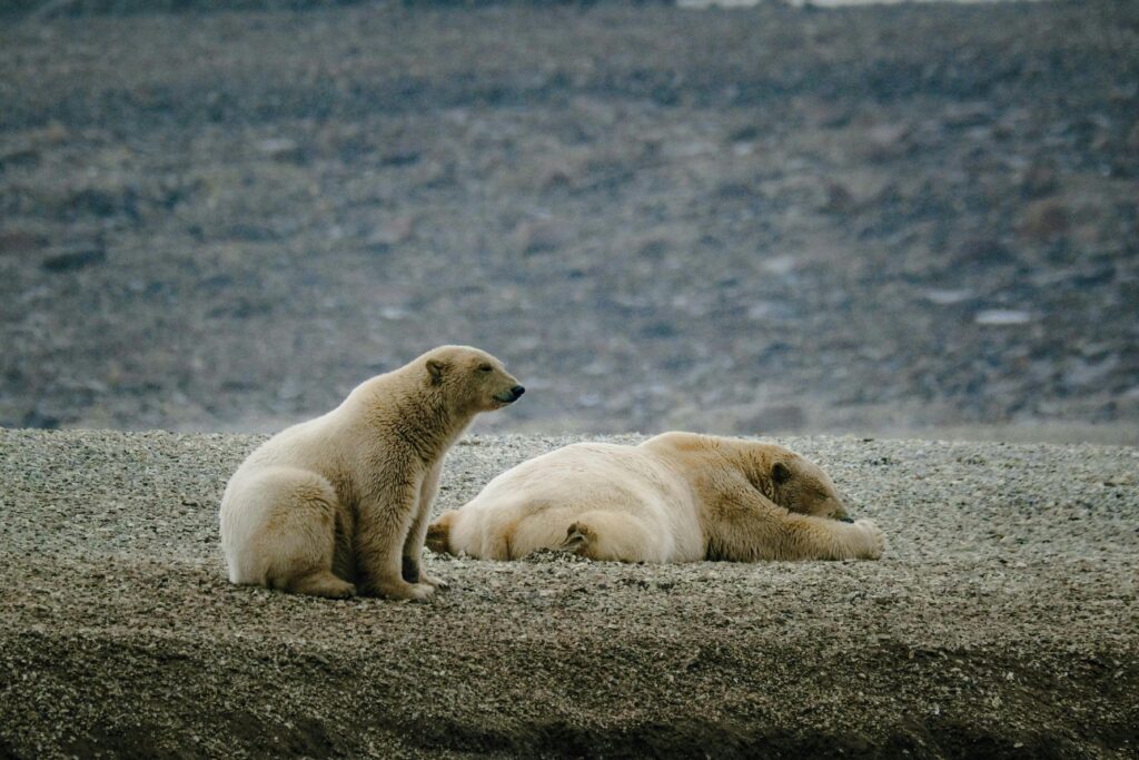 Zdjęcie dekoracyjne: niedźwiedzie polarne na lądzie. 