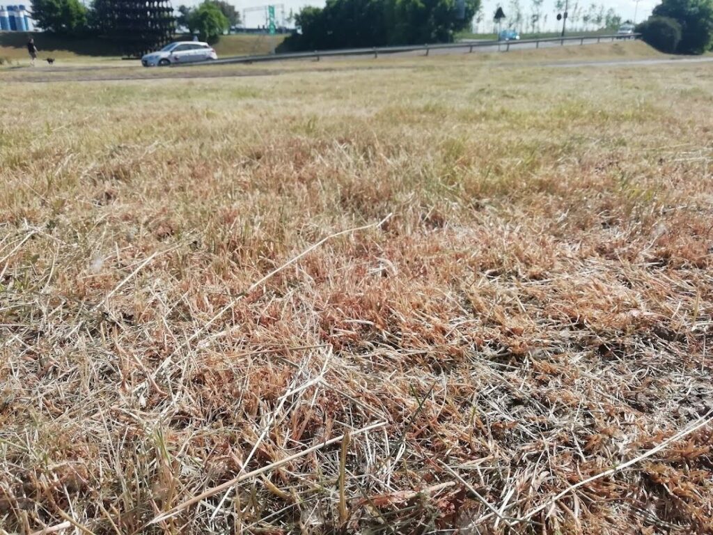 Zdjęcie: trawnik wyschnięty podczas suszy. 