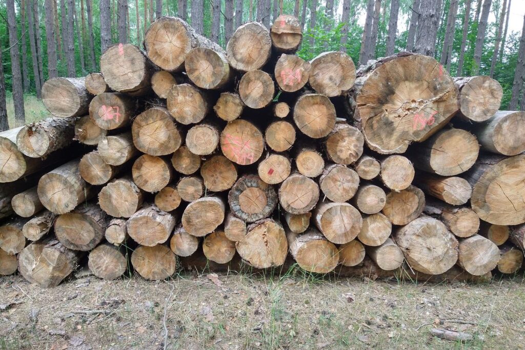 Zdjęcie: deforestacja – leżąca w lesie sterta bali drewna.
