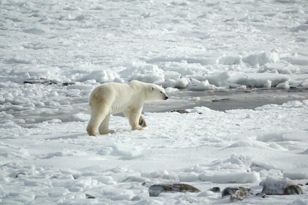 Zdjęcie: niedźwiedź polarny przechadzający się po powierzchni lodu.