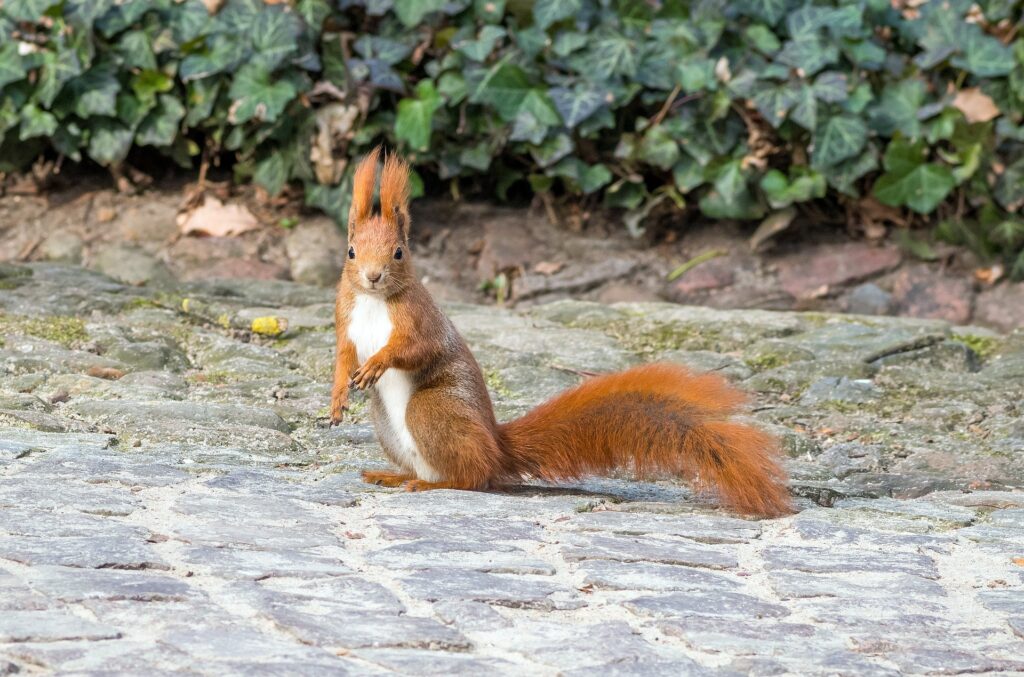 Bioróżnorodność w mieście. Zdjęcie przedstawia wiewiórkę na ścieżce wyłożonej kostką brukową. W tle bluszcz.