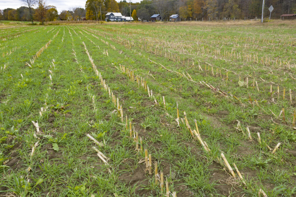 Mitygacja zmiany klimatu w rolnictwie. Zdjęcie: międzyplon, na polu widać resztki po kukurydzy, między nimi zielone źdźbła.