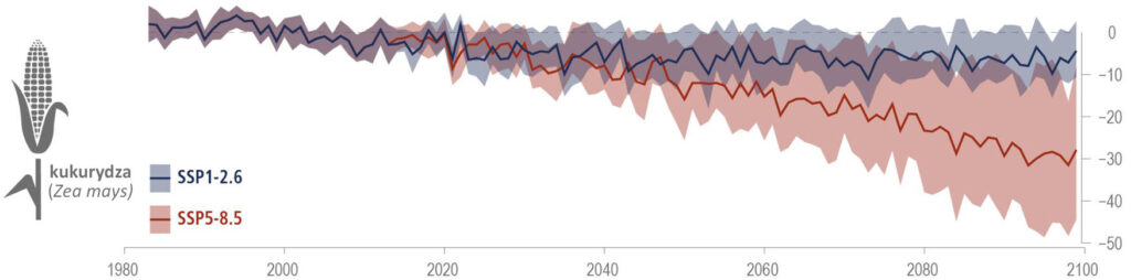 Wykres: przewidywane zmiany w produkcji kukurydzy, w przypadku wzrostu emisji CO2 - wyraźny spadek. 