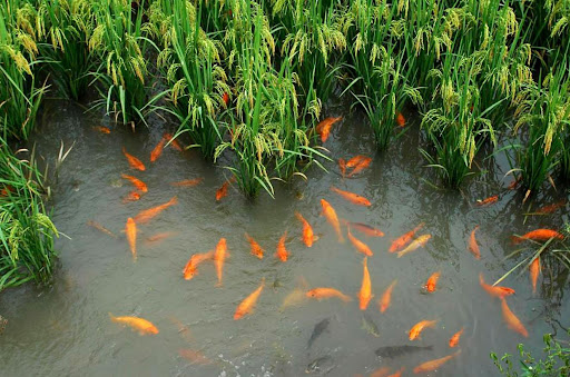 Pole ryżowe zalane wodą, w której pływają szare i pomarańczowe karpie.