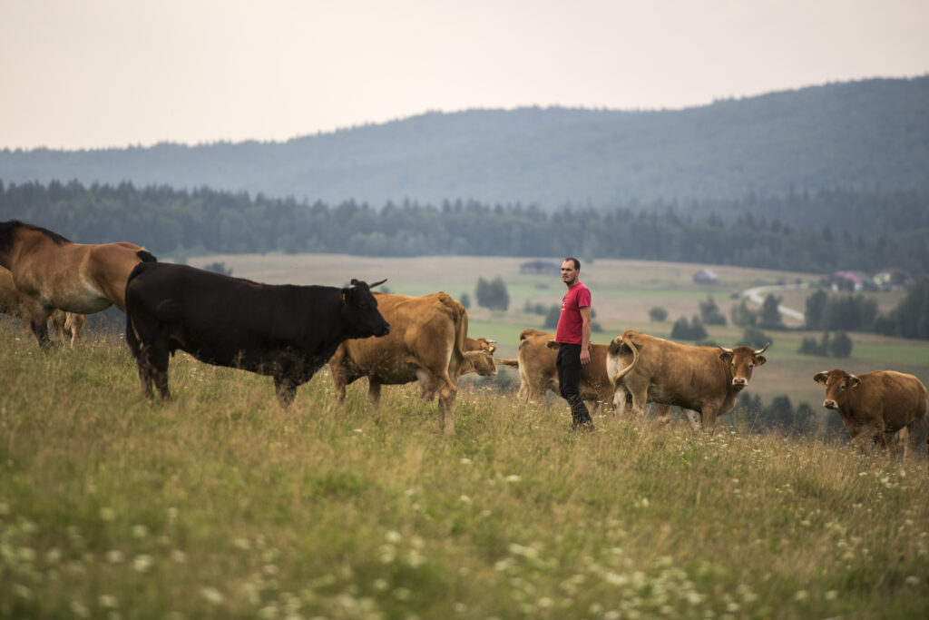 Marcin Wójcik - rolnik zajmujący się rolnictwem regeneratywnym stoi na polu pośród krów. W tle widać góry.