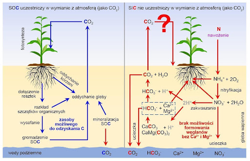 Schemat pokazujący krążenie glebowego węgla organicznego i nieorganicznego.