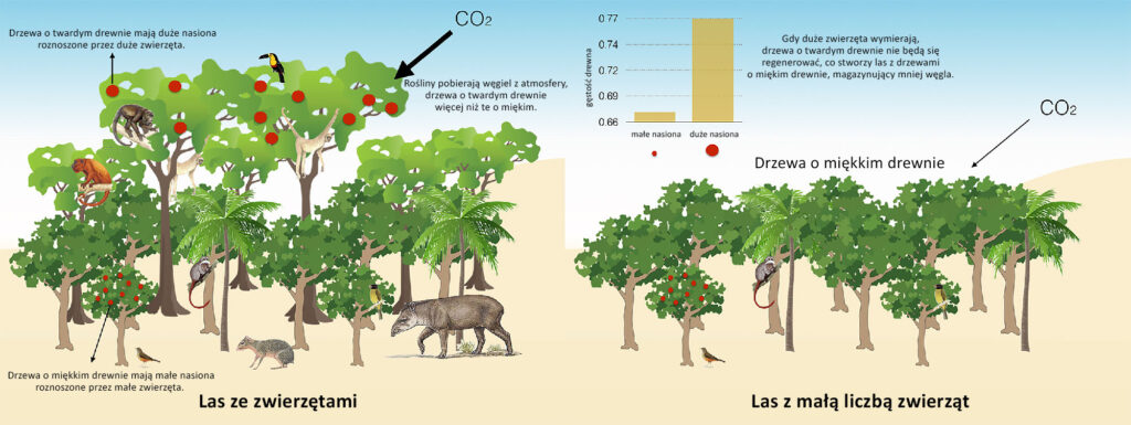 Rysunek: wpływ zwierząt na roślinność leśną a więc i obieg węgla w przyrodzie, oraz klimat.
