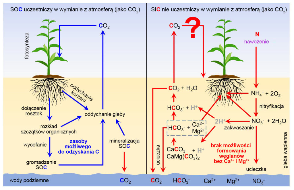 Schemat pokazujący krążenie glebowego węgla organicznego i nieorganicznego.