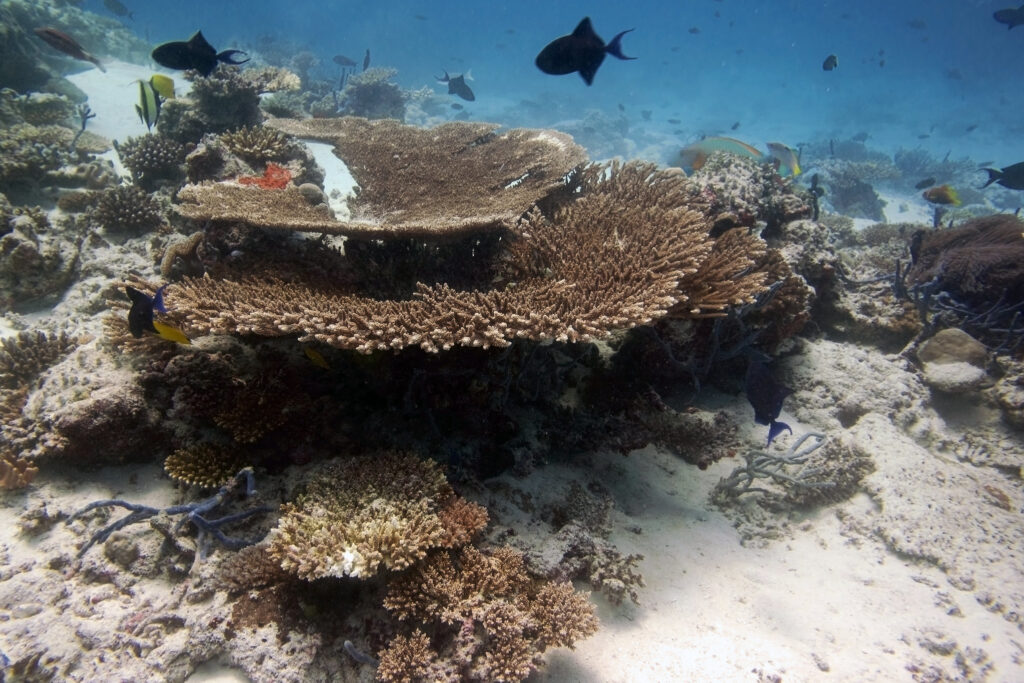 Zdjęcie: rafa koralowa. 