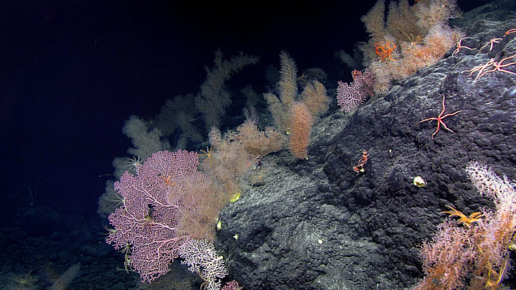 Zdjęcie: rafa koralowa na głębokości 2,5 km, Ocean Spokojny. 