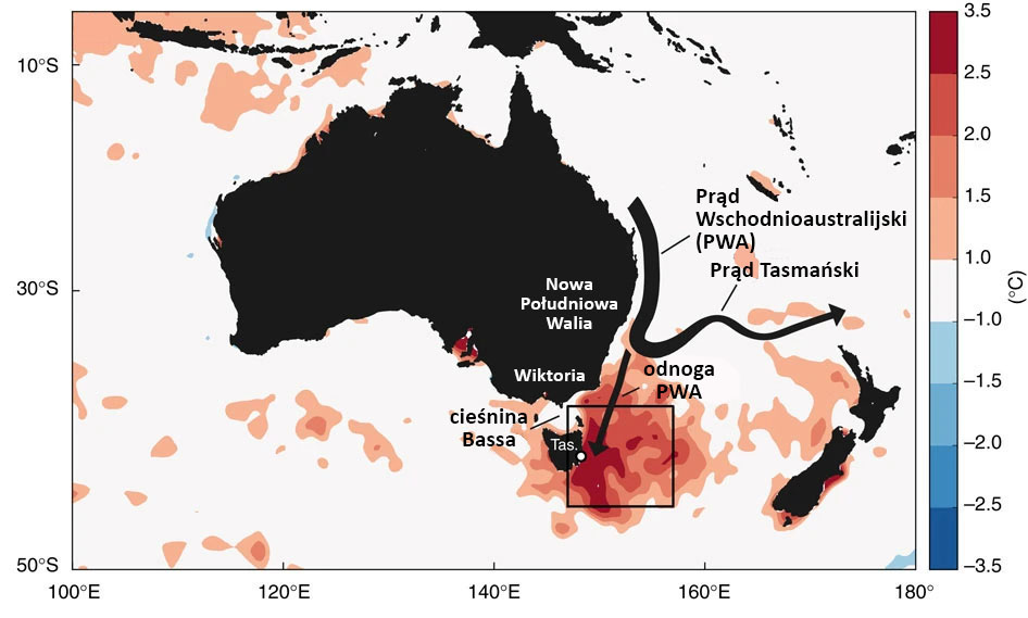 Mapa: fala gorąca na Morzu Tasmana, mapa anomalii temperatury. 