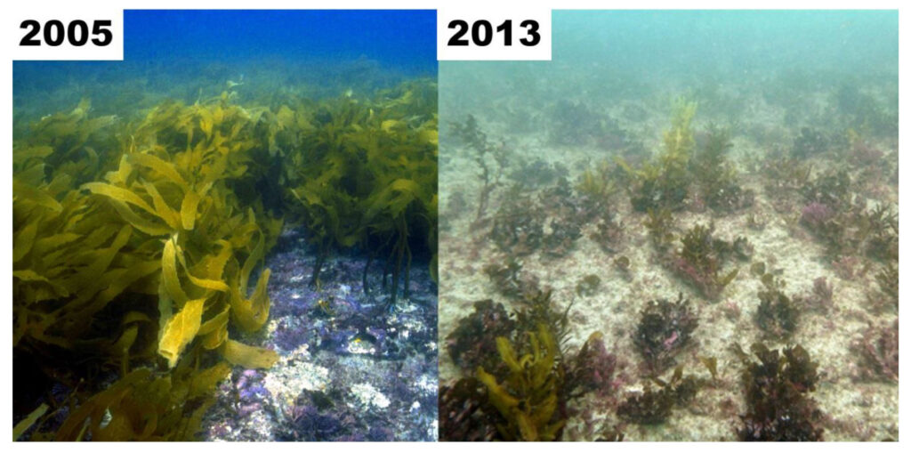 Morskie fale upałów: zestawienie zdjęć rafy koralowej w okolicach Kalbarri przed po morskiej fali gorąca.