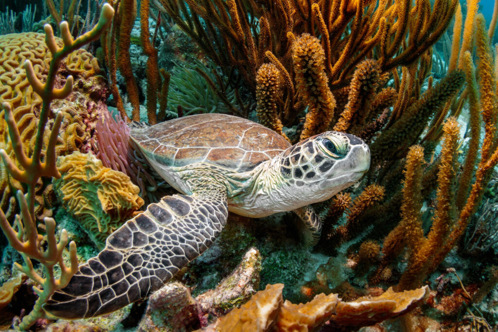 Zdjęcie: żółw wodny między koralowcami na rafie koralowej. 