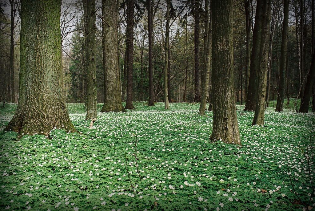 Polskie lasy: las w Giżycku, pnie drzew a pomiędzy nimi łąka drobnych, białych kwiatków. 
