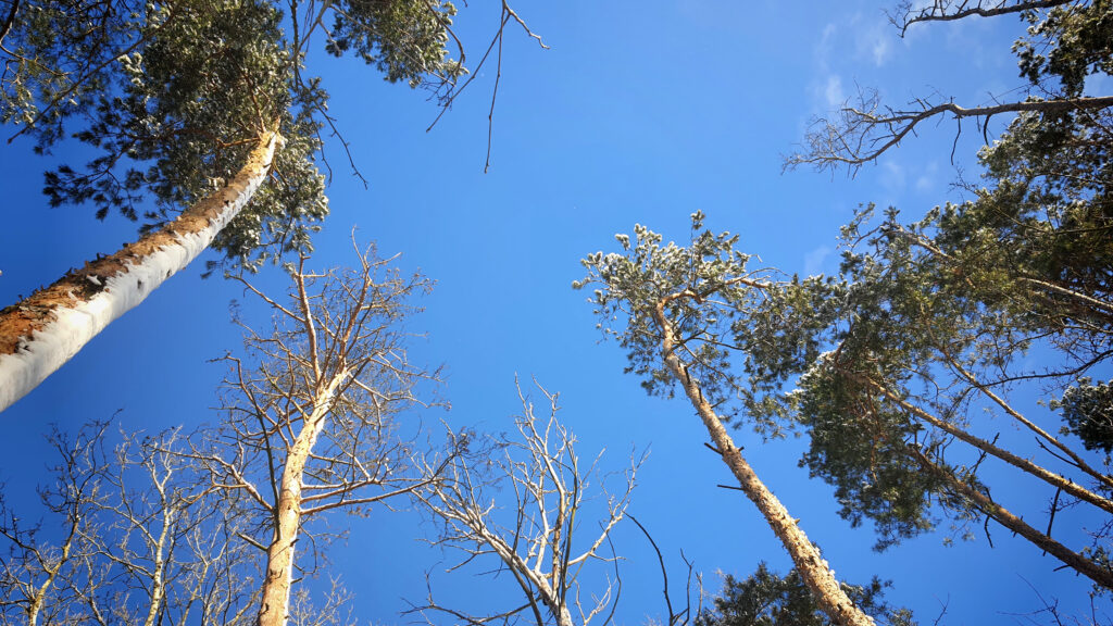 Polskie lasy: zdjęcie drzew w lesie modrzewiowym widzianych od dołu, na tle nieba. Niektóre są pozbawione igieł. 