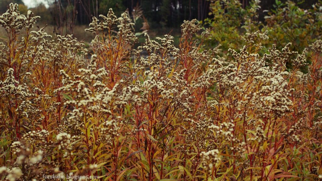 Zdjęcie: nawłoć kanadyjska jesienią. Brązowe badyle z pożółkłymi listkami, zwiędłe kwiatki w postaci białych puszków. 