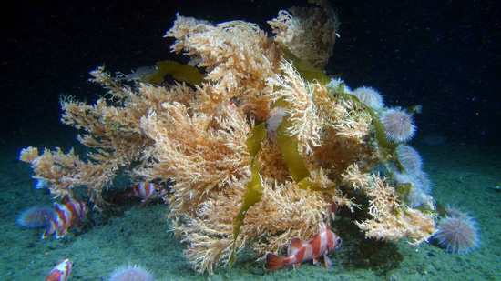 Zdjęcie: koralowce zimnowodne. 