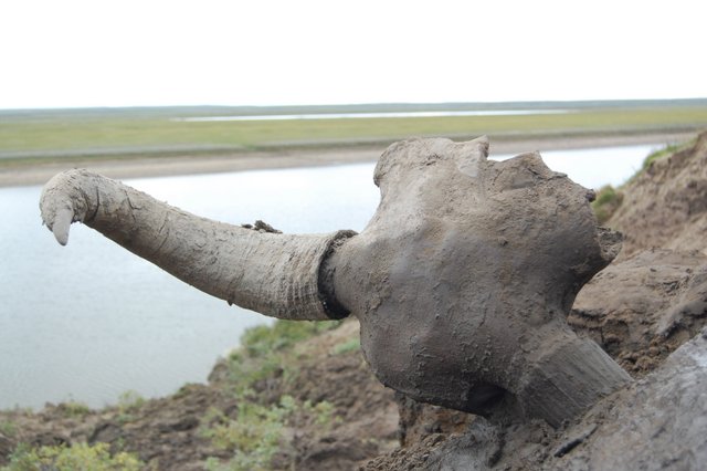 Globalne ocieplenie. Zdjęcie: czaszka bawoła wyłaniająca się ze zwałów stopniałej wieloletniej zmarzliny. 