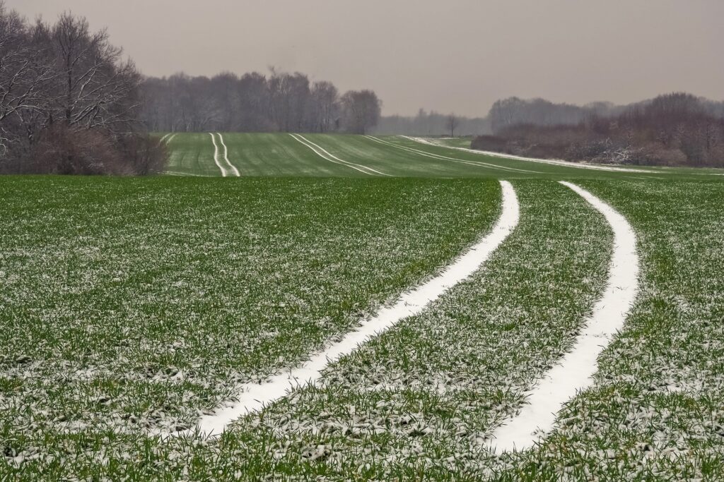 Polska zima: zdjęcie pola pokrytego niskimi, zielnymi roślinkami, przysypanymi śniegiem.  Uprawa  zbóż ozimych.