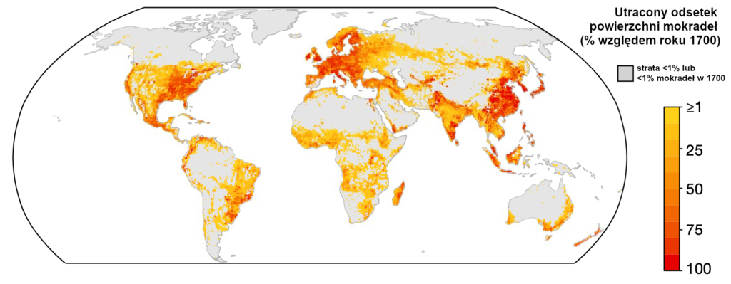 Mapa: stopień przekształcenia mokradeł w tereny użytkowane przez człowieka.